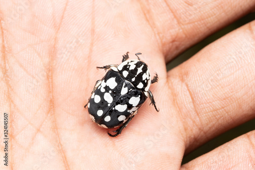 White Spotted Fruit Chafer Beetle In hand, Mausoleopsis amabilis, Location- Pune, Maharashtra,.India photo