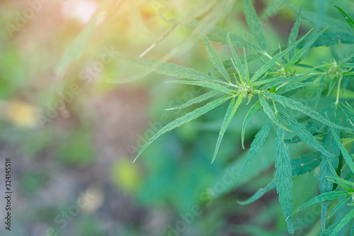 Close-up of bush flowering herb cannabis in farmland for medical with sunlight background. Space for text. Concept breeding of marijuana  hemp  legalization
