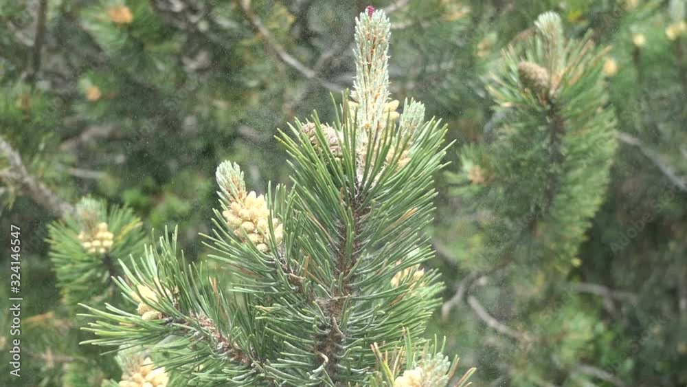 pine tree coniferous blossom in Austrian alps.
