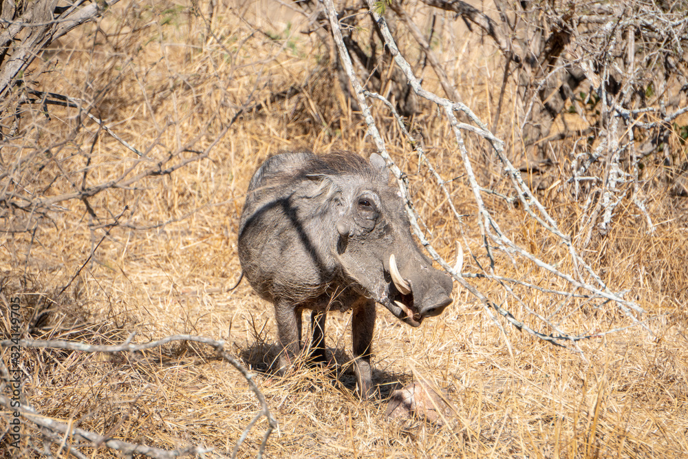 Warthog Eating Warthog Eating
