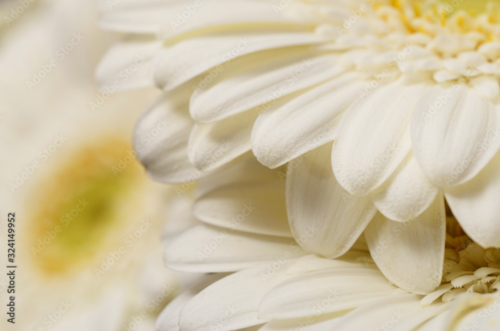 White flower aster, petals close up