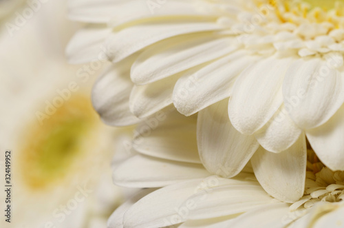 White flower aster  petals close up