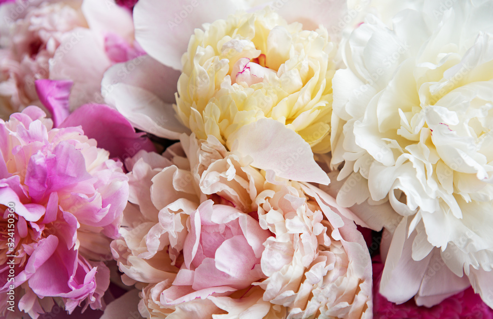 Background with pink peonies as a nstural background Background with pink peonies as a nstural background