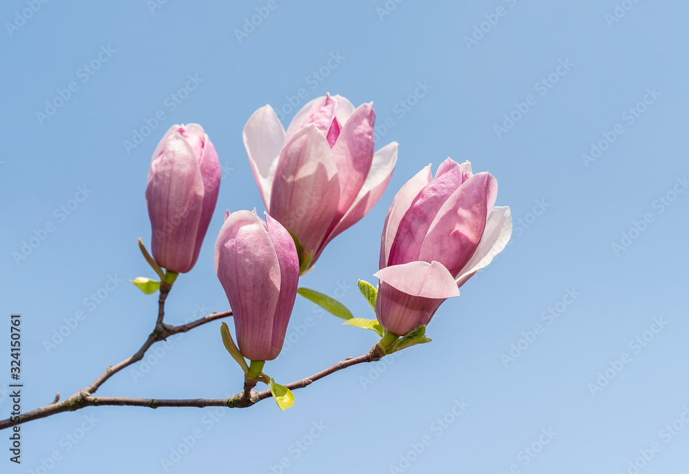 Beautiful magnolia flowers on blue sky. Spring garden Beautiful magnolia flowers on blue sky. Spring garden