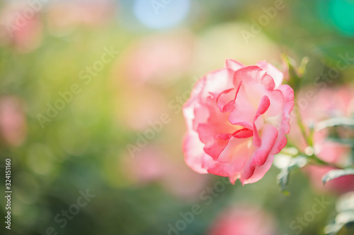 Beautiful pink roses flower in the garden