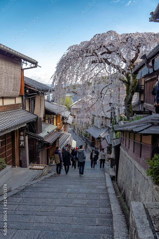 京都 三年坂の桜と春景色