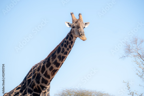 Photography Dark Giraafe Male