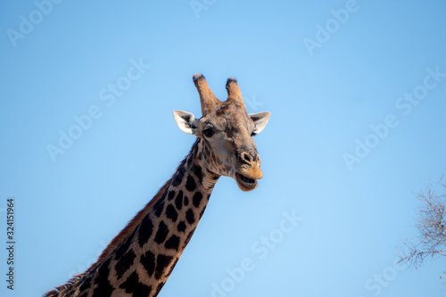 Dark Old Giraffe Male Headshot