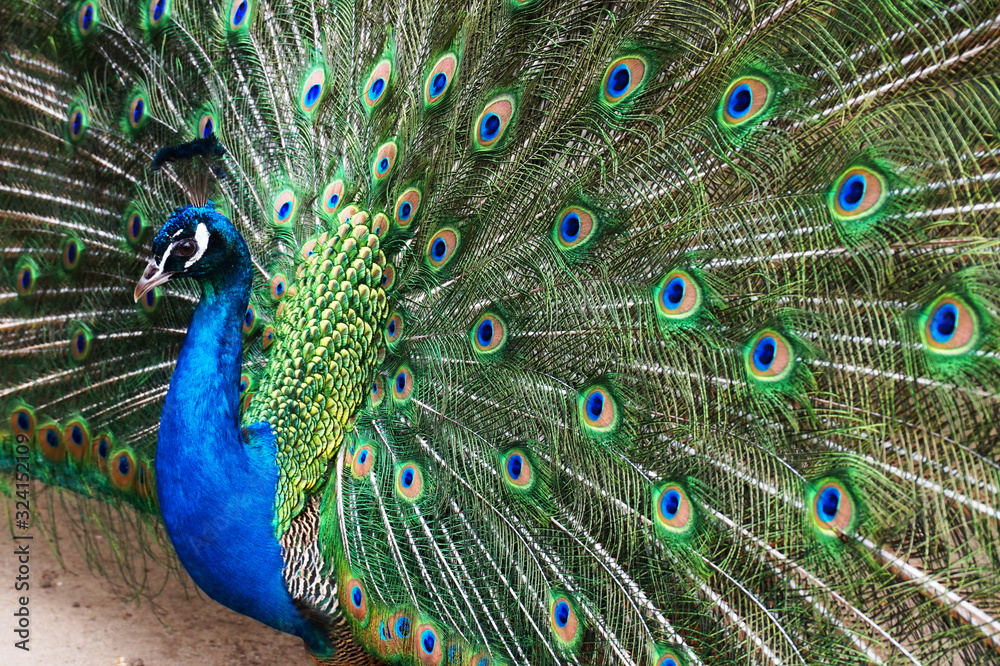 Fototapeta premium very nice peacock bird