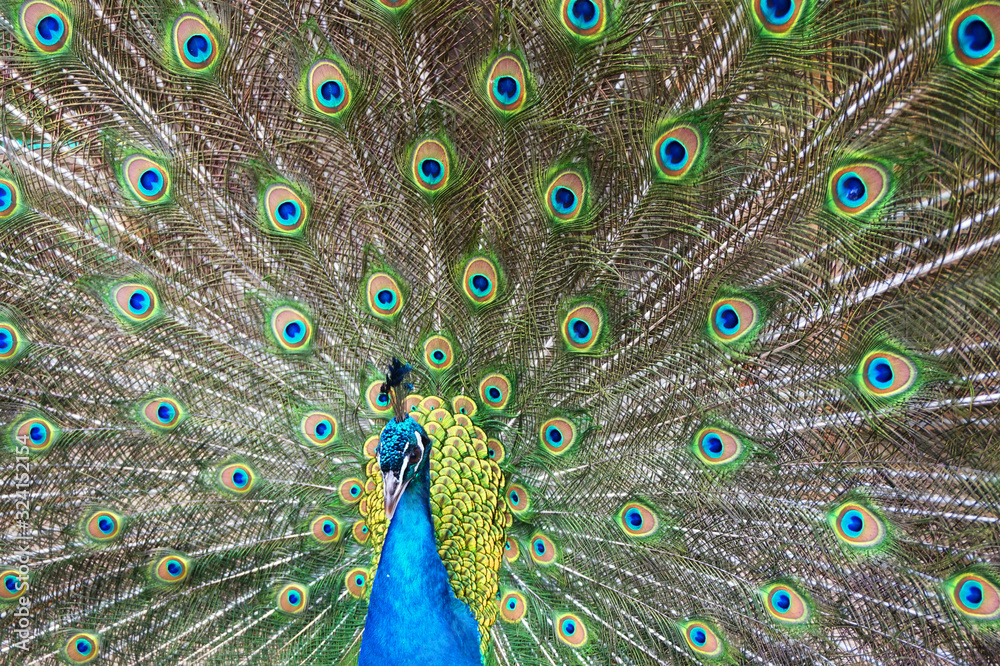 Fototapeta premium very nice peacock bird