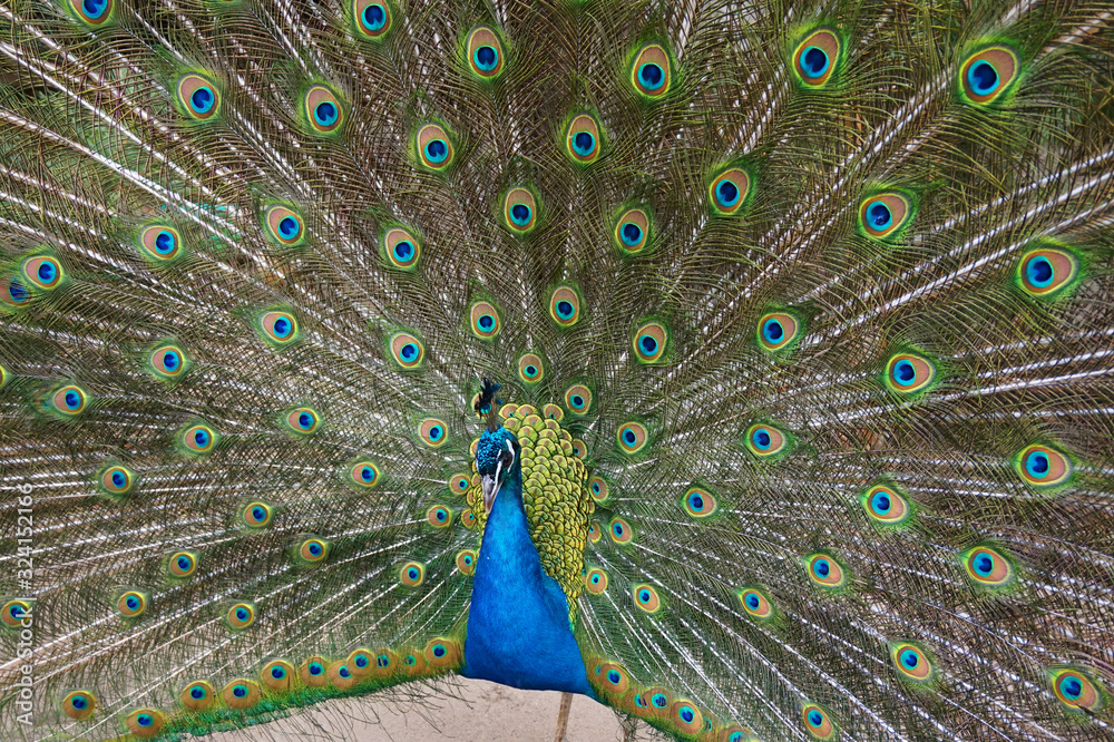 Obraz premium very nice peacock bird