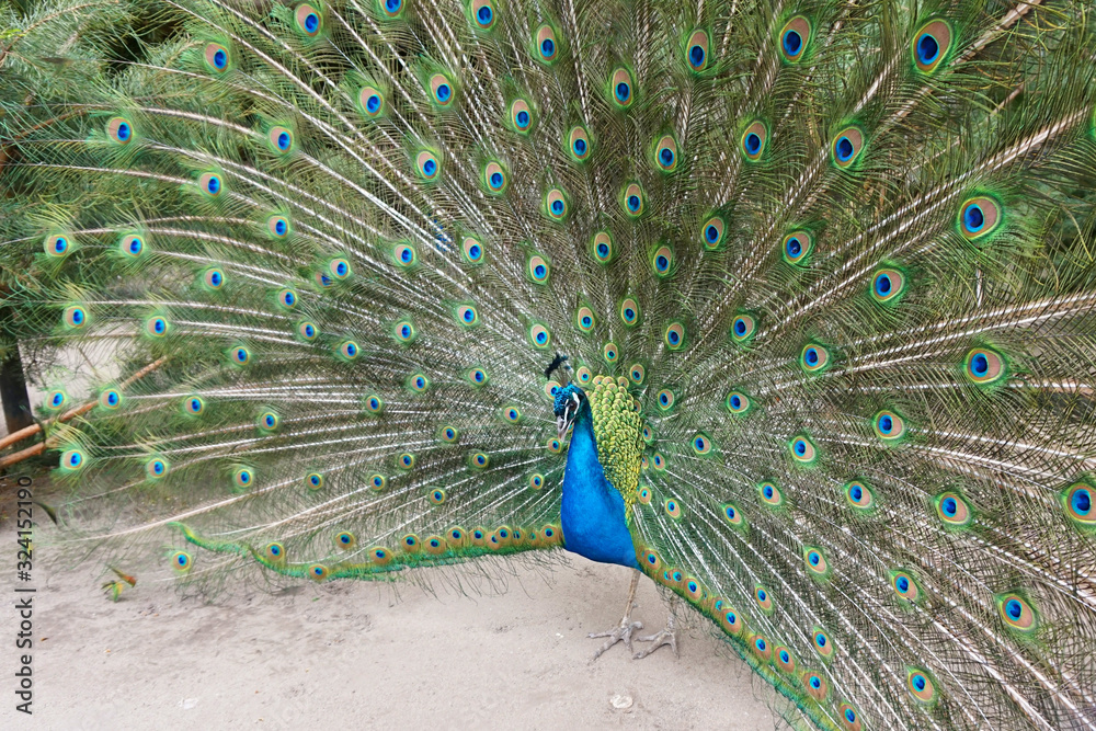 Obraz premium very nice peacock bird
