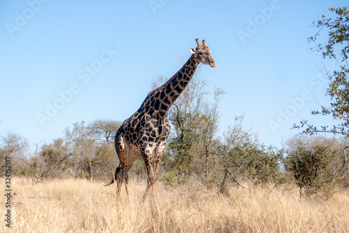 Dark Old Giraffe Male Walking