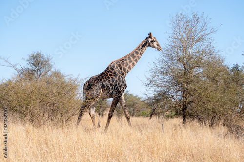 Old male giraffe wandering