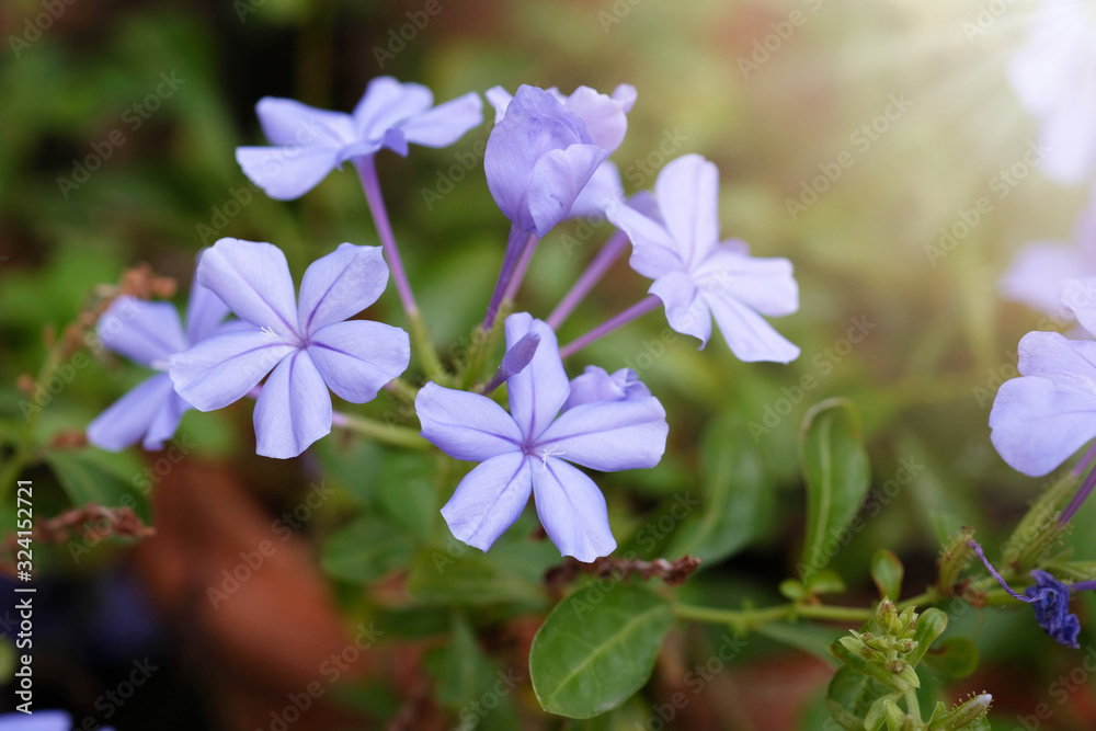close up of Plumbago auriculata on white background. Blue flowers. close up of Plumbago auriculata on white background. Blue flowers.