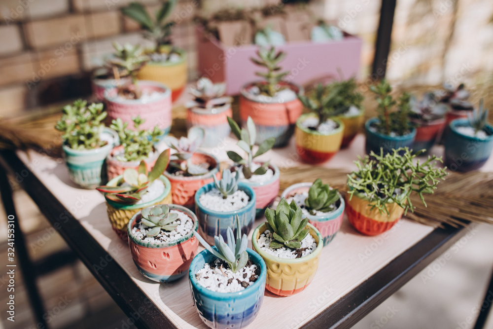 succulents in color pots on a brick wall background