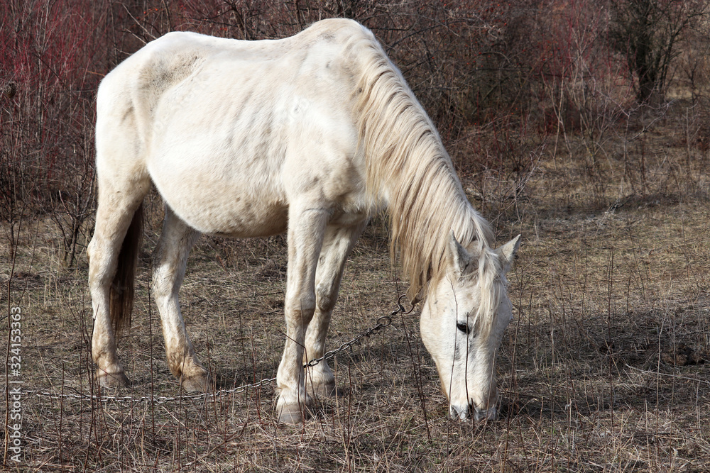 White horse grazing on a pasture in the forest and eating dry grass. Rural landscape in cold weather White horse grazing on a pasture in the forest and eating dry grass. Rural landscape in cold weather