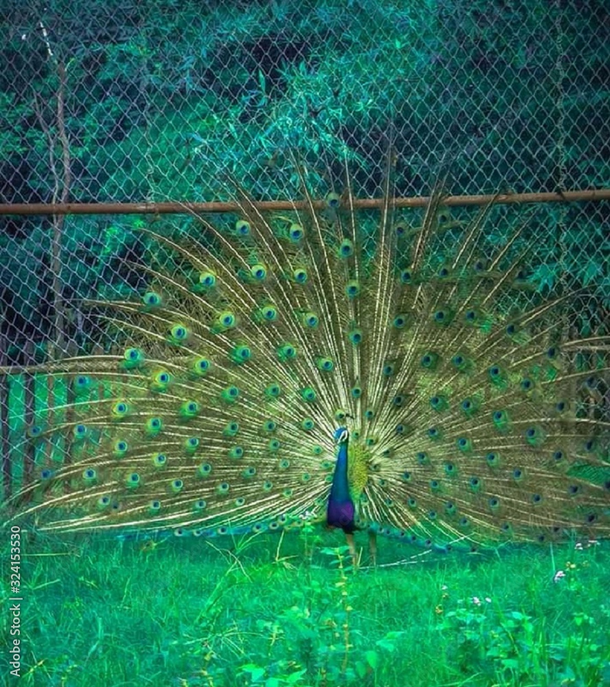 Obraz premium peacock bird nature green feather animal
