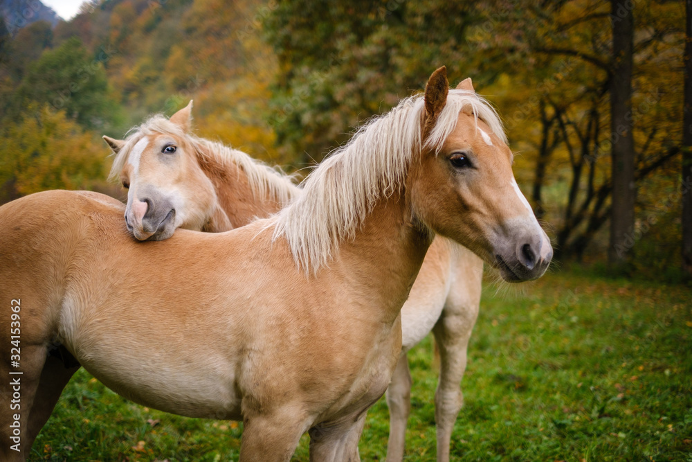 Obraz premium Young Haflinger horse on an autumn meadow