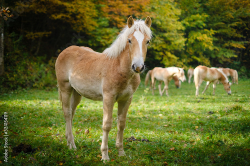 Young Haflinger horse on an autumn meadow