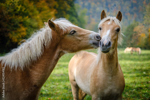 Young Haflinger horse on an autumn meadow