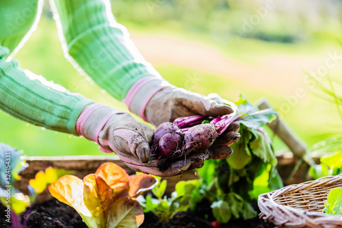 Early vegetables from organic farming.