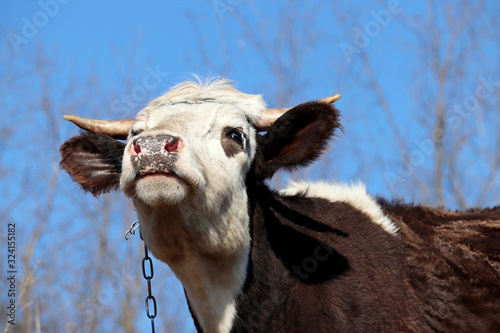 Cow lowing on a pasture in the forest on blue sky background. Rural landscape, dairy farming
