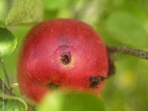 ant eating an Apple on a tree, Russia