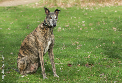 A magnificent brindle coloured Greyhound, canis lupus familiaris, sitting in a field.