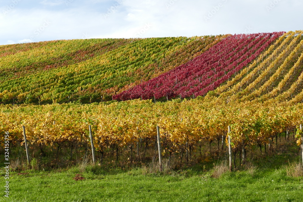Herbstliche Weinreben unten gelb mit einem Farbtupfer in rot