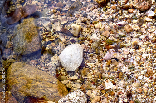  Shells on the beach Naturally beautiful