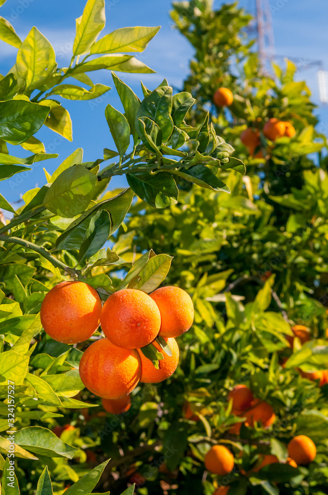 Harvest time: tarocco oranges on tree against a blue sky during picking season in Sicily Harvest time: tarocco oranges on tree against a blue sky during picking season in Sicily