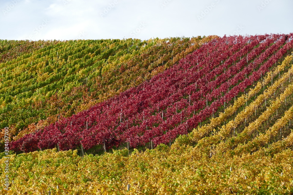 Dunkelrot, orange, grün und gelbes Weinlaub in den herbstlichen Weinbergen