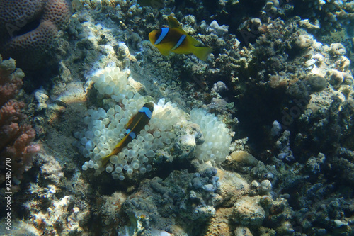 Fototapeta Naklejka Na Ścianę i Meble -  orange clown fish