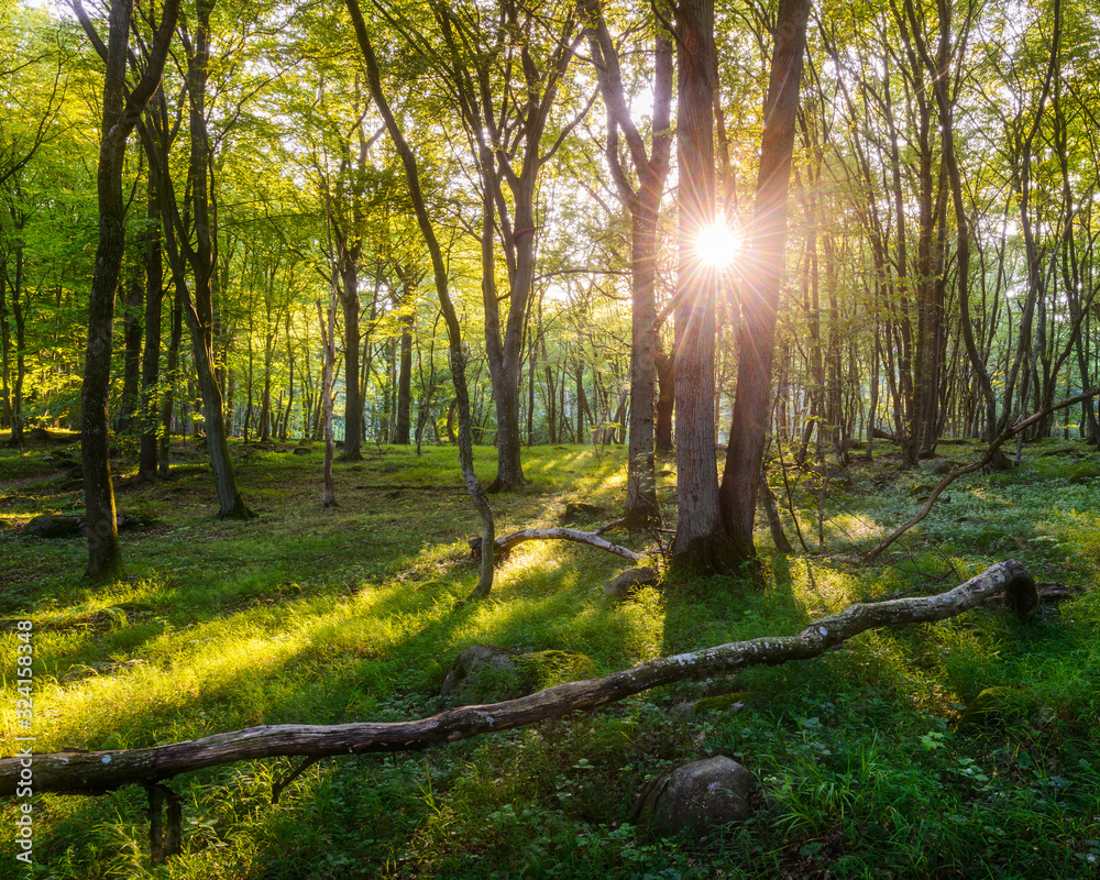 Obraz premium Sunlight streaming through trees in forest, Stenshuvuds Nationalpark, Sweden.