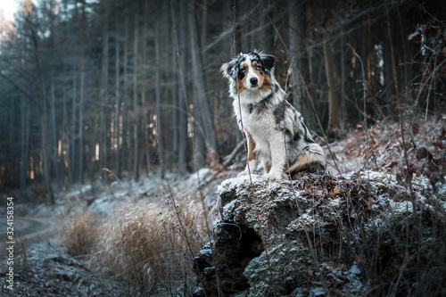 Fotografi Dog australian shepherd sitting blue merle in nature trail