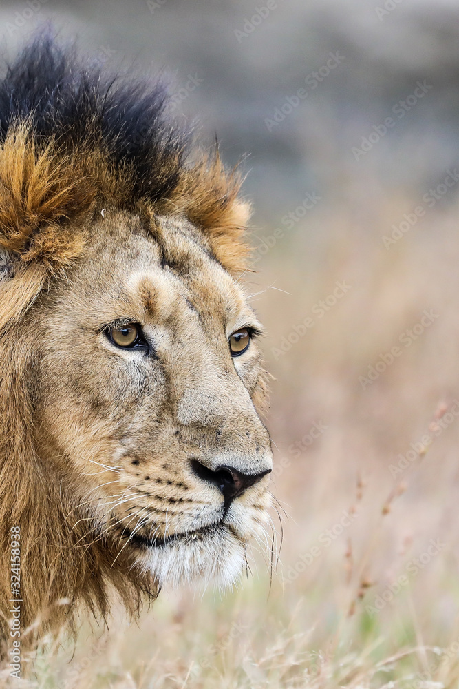 portrait of a lion