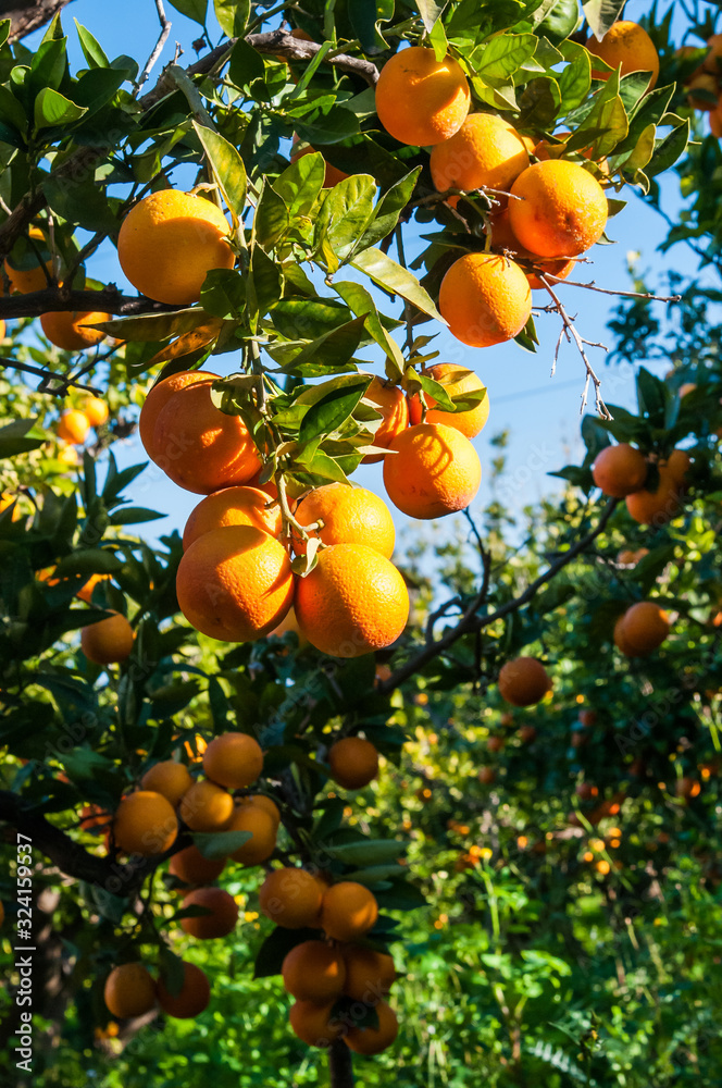 Harvest time: tarocco oranges on tree against a blue sky during picking season in Sicily