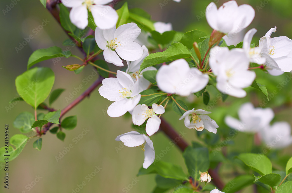 Closeup of a blooming tree branch with white flowers in spring. Closeup of a blooming tree branch with white flowers in spring.