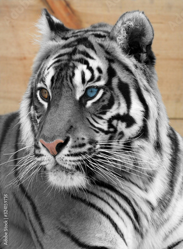 Face of a beautiful white tiger