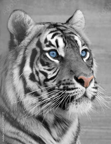Canvas Print The face of a white tiger close-up
