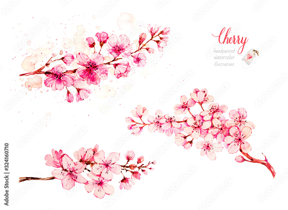 Blooming cherry flowers. Sakura branches. Botanical watercolor hand drawn illustration. Cherry blossom.