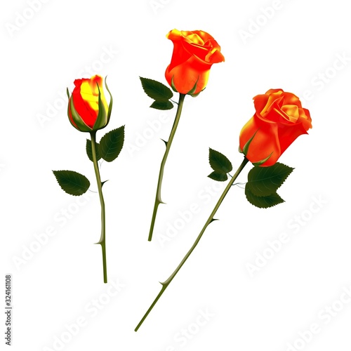roses isolated on a white background. Orange roses. illustration. Design element for greeting cards. Flower  bud