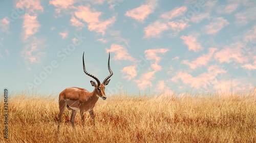 Lonely antelope (Eudorcas thomsonii) in the African savanna against a beautiful sunset. African landscape. photo