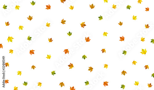 Different color maple leaves isolated on white background. Autumn leaf copies.