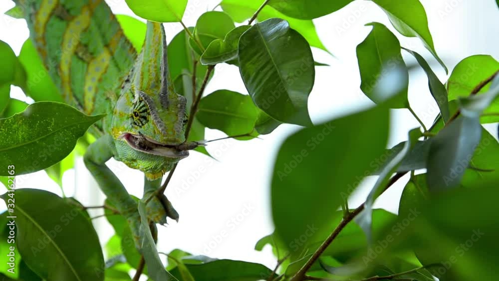 The chameleon is in the process of hunting and catches an insect with the help of a long tongue. Close up.