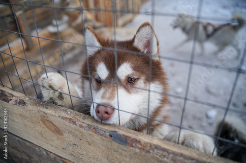 siberian husky