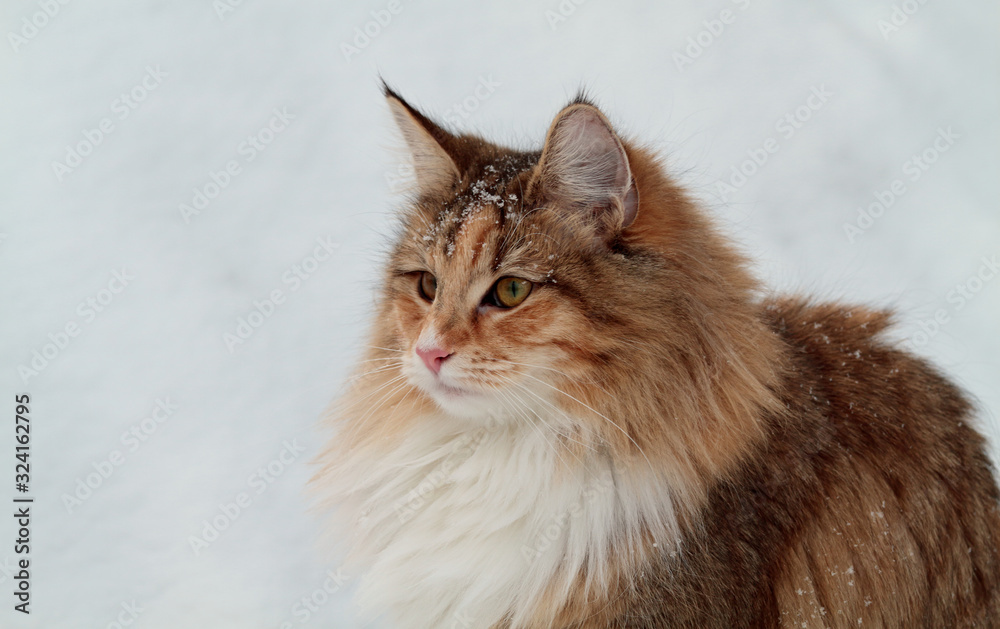 A beautiful norwegian forest cat female looking out from a high snowdrift