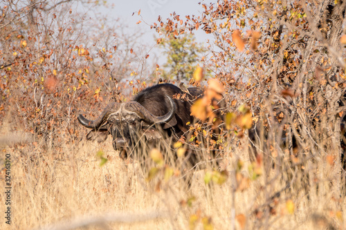 Cape Buffalo with broken horn