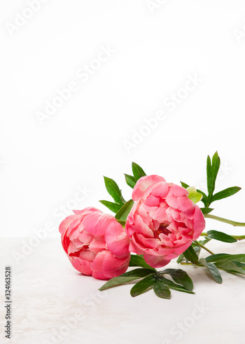Pink peony flowers on the table. White background.
